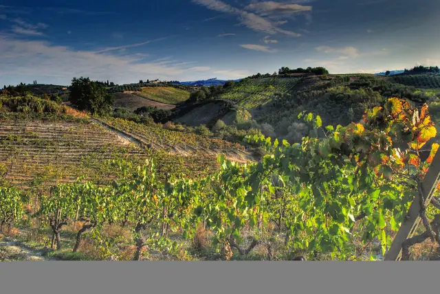Chianti ab Florenz: zwei Weingüter und ihre Landschaft entdecken