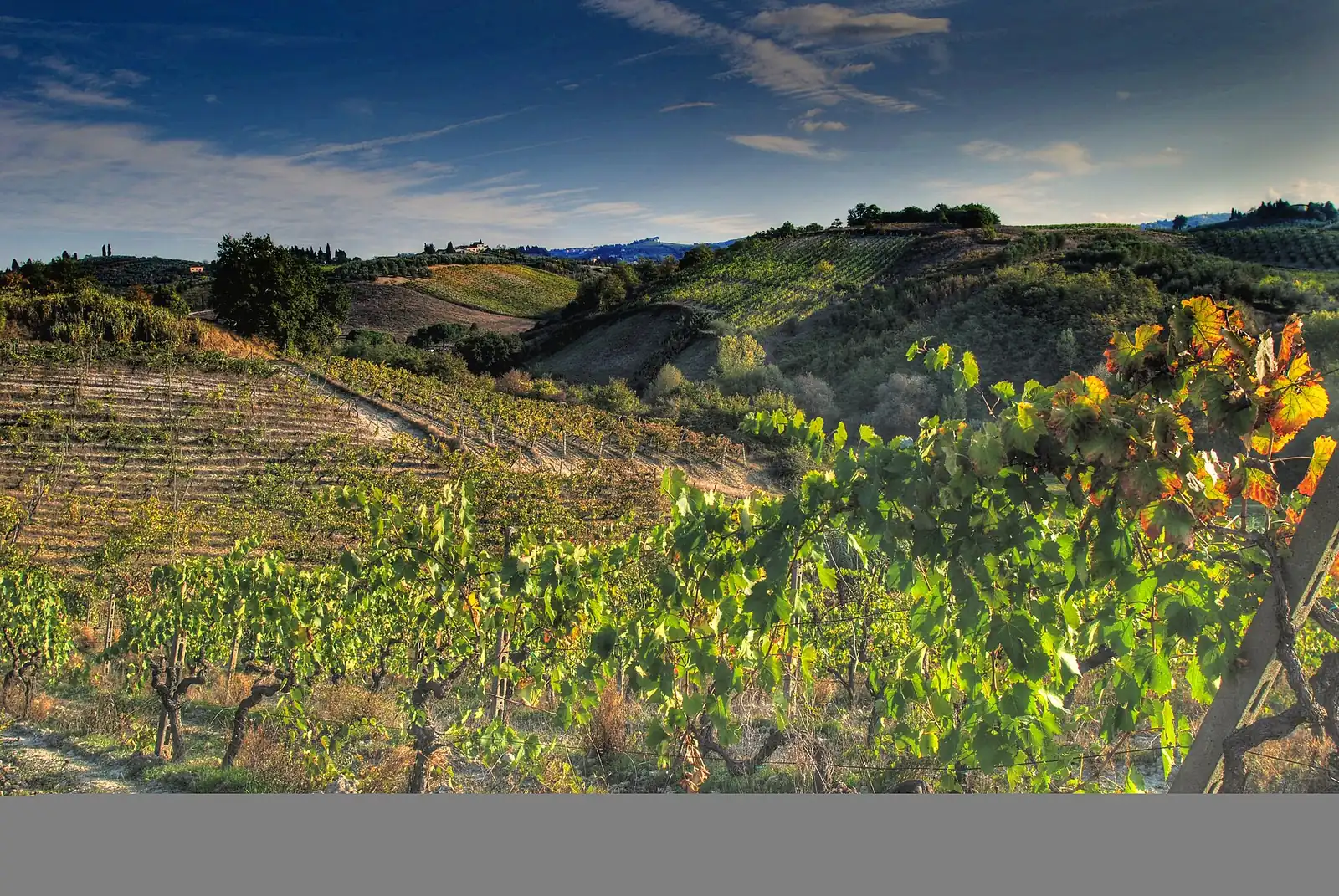 Chianti ab Florenz: zwei Weingüter und ihre Landschaft entdecken